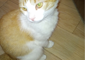 Продам кота