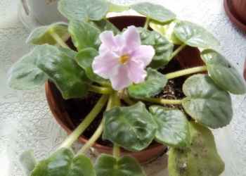 Фиалка розовая