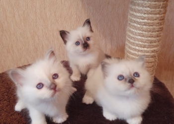 Продаются котята священной Бирмы