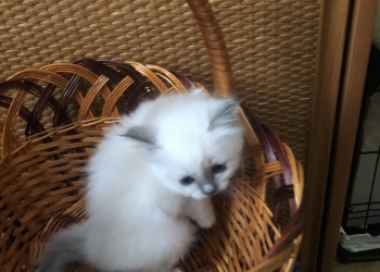 Продаются котята священной Бирмы