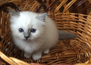 Продаются котята священной Бирмы