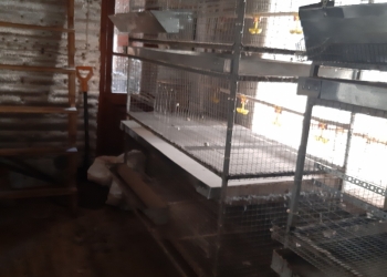 Клетки для птиц