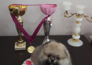 Померанский шпиц