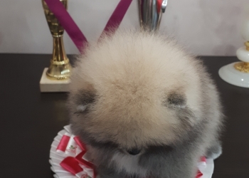 Померанский шпиц