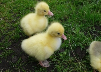 Гусята Линда