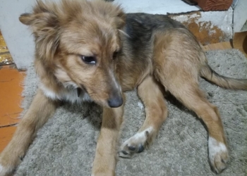 Пропала собака!