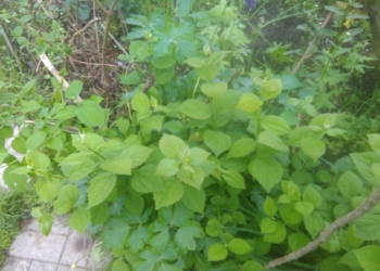 Продам саженцы жасмина