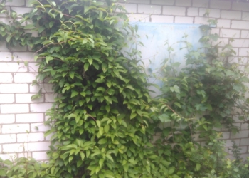 Продам саженцы лимонника