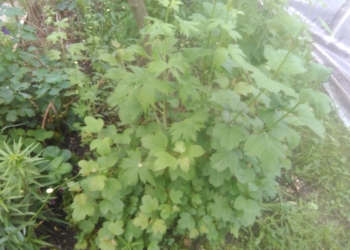 Продам саженцы калины