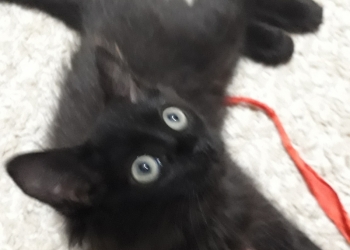 Котята