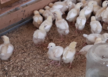 гуси утки цыплята