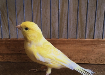 Домашний кенар