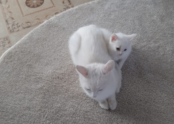 Котятки