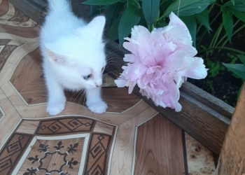 Котятки
