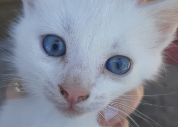 Котятки