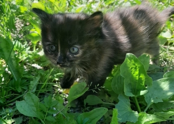 Котятки