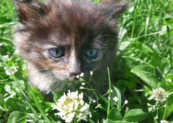 Котятки