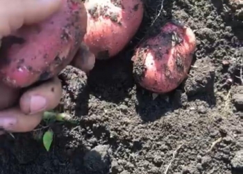 продажа картофеля