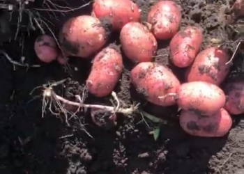 продажа картофеля