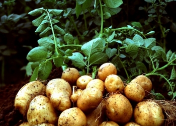 продажа картофеля