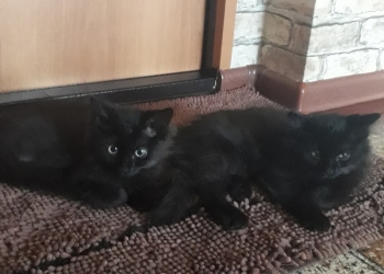 Котята