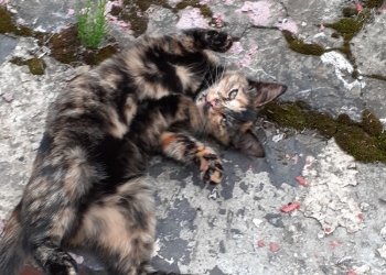 Котёнок Кнопка в дар