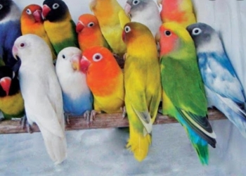 Попугаи волнистые опт и розница