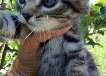 Отдам котят в добрые руки.