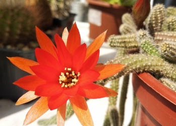 Продам кактус Хамецереус