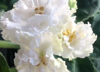 Фиалка Свадебный букет