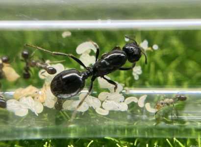 Продам муравьев Messor для формикария