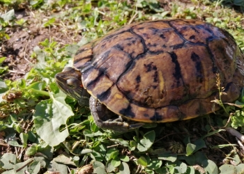 Красноухая черепаха