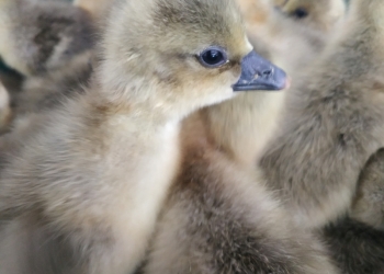 Продаем гусят суточных и подрощенных