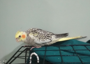 Птенцы корелла.