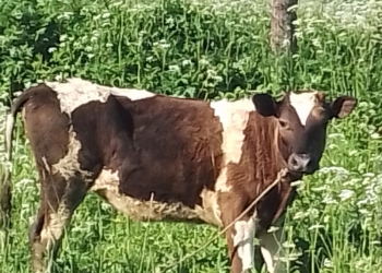 Продам годовалою телку