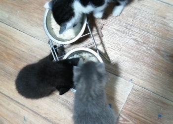 Котята даром