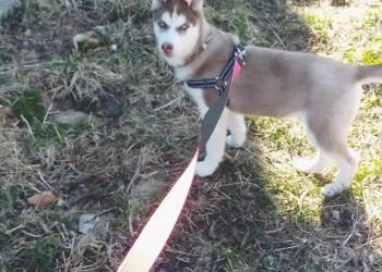 Отдам в дар