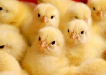 Циплята бройлеров кобб 500