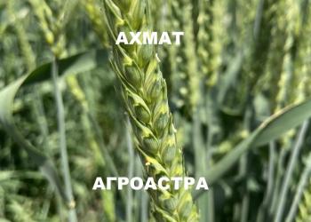 Семена пшеницы краснодарской селекции элита