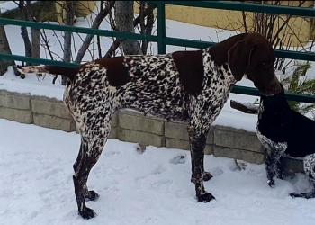 Щенки курцхаара