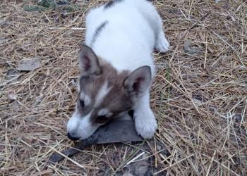 Щенки лайки