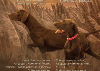 Курцхаар щенки
