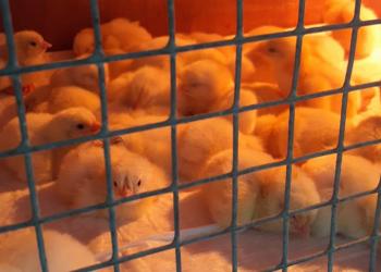 Цыпленок бройлера