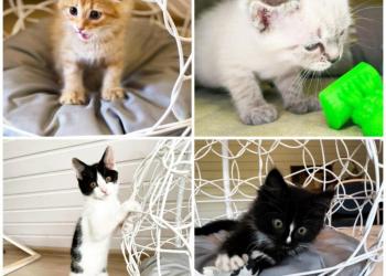 Котята, котёнок, много разных в добрые руки