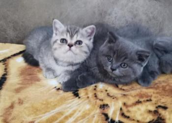 Британские котята