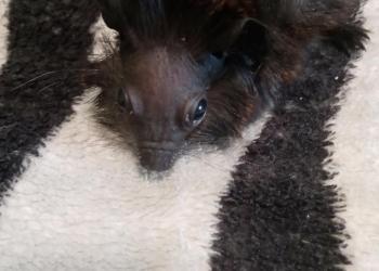 Морские свинки