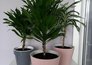 Драцена Фрагранс Компакта