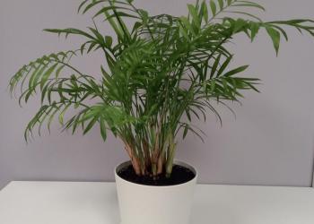 Хамедорея Элеганс