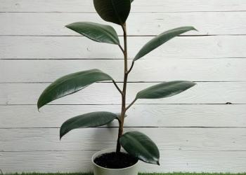 Фикус эластика абиджан