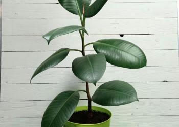 Фикус эластика Робуста